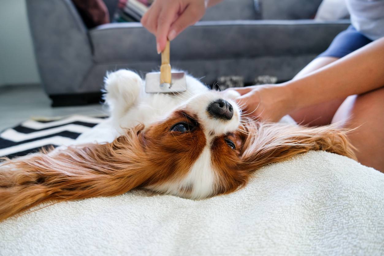 brosse poils de chien
